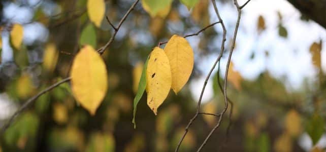 Comment identifier et traiter les symptômes de sur-arrosage chez un olivier