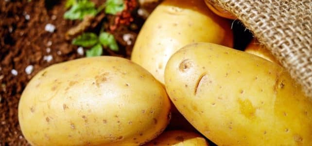 Les secrets de l’arrosage des pommes de terre : tout ce que vous devez savoir !