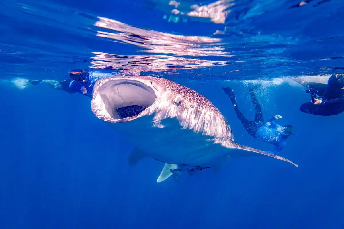 martinique  requins